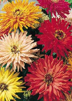 Flower Zinnia Cactus Flowered Mix Heat Tolerant D3651 (Multi Color) 500 Open Pollinated Seeds by Davids Garden Seeds Flower Zinnia Cactus Flowered Mix Heat Tolerant D3651 (Multi Color) 500 Open Pollinated Seeds by Davids Garden Seeds