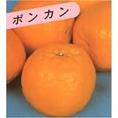酸味が少なく甘い!　ポンカン　(苗木)