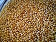 Millet, 5 Lb Bag, Biologically Grown Non-GMO