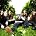 Opeth
