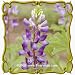 1 Oz Arroyo Lupine (Lupinus succulentus) Bulk Wildflower Seeds