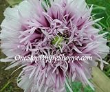 100 Poppy Flower Seeds. Lavender Semi - Double Poppies. - B0017JTGXA