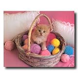 Kitty Cat Kittens Yarn Kids Room Animal Picture 16x20 Art Print