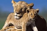 MOTHER AND CUB LIONS WILD LIFE POSTER LION HEAD PP30976
