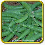 1 Lb Snap Pea Seeds - 'Sugar Lace II' Bulk Vegetable Seeds