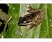 Photographic Prints of ANZ-1060 Dark-eared Tree Frog is hides among giant leaves of a ginger plant in from Ardea Wildlife Pets