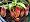 Large Red Asian Pitcher Plant