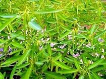 Dancing Grass 20 Seeds - Telegraph Plant