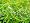 Dancing Grass 20 Seeds - Telegraph Plant