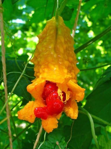 0.5g (Approx. 2-3) Bitter Melon Seeds Bot.: "Momordica Charantia" Edible Fruits, Very Valuable Vegetable and Medicinal Plant 'Fresh Seeds - Best Before 12.2017!'