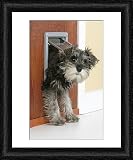 Framed Print of DOG. Schnauzer puppy coming through cat flap from Ardea
