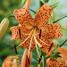 Tiger Lily Bulbs Orange Tiger Lily Bulbs Orange