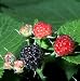 Blackcap, Western, Black, White Bark Raspberry-15 Seeds