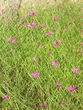 Eigenschaften Dachstauden  / Dianthus deltoides Lueneburger Heide - Heidenelke, 6 Pfl.