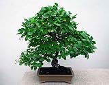 Bonsai - 60