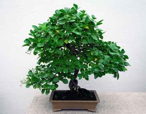 Bonsai - 60