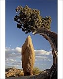 Photographic Prints of Juniper and boulder, Joshua Tree National Park, California, United States of from Robert Harding