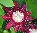 Lady Margaret Passion Flower Plant - Passiflora - 4
