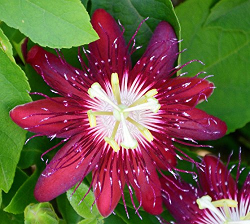 Lady Margaret Passion Flower Plant - Passiflora - 4
