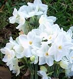 Narcissus Nir Paperwhites, 20 bulbs - 17+cm