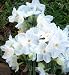 Narcissus Nir Paperwhites, 20 bulbs - 17+cm