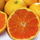 産地直送！送料無料！和歌山 訳ありみかん  １０kg（傷あり、サイズ不揃い、ご自宅用）