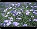 Mouse Mats of Blue flax, a native wildflower described by Meriwether Lewis, Montana from North Wind Picture Archives