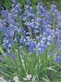 English Bluebells : 10 Bulbs