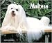   - Just Maltese 2008 Wall Calendar