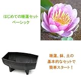 (ビオトープ/睡蓮)はじめてのスイレンセット+メダカ ベーシック(スイレン桃+木樽風鉢600+他) 本州・四国限定[生体]