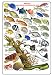 Tropical Atlantic and Caribbean Fish Guide