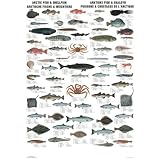 Arctic Fish Type Kk (Multilingual Wallcharts)