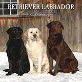 Retriever Labrador 2009 Square Wall Calendar