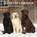Retriever Labrador 2009 Square Wall Calendar