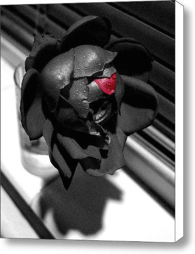 Bleeding Rose Canvas Print / Canvas Art - Artist Steven Milner