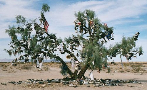 5 Shoe Tree seeds 