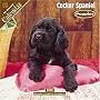 Cocker Spaniel Puppies 2008 Wall Calendar