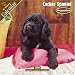 Cocker Spaniel Puppies 2008 Wall Calendar by Pet Prints