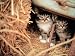 Cats: Caressing the Tiger