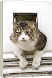 Canvas Prints of Norwegian Forest Cat - coming through cat flap from Ardea Wildlife Pets