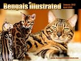 SIXTEEN MONTH Bengal Cat Calendar Jan 2012 - April 2013
