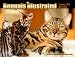 SIXTEEN MONTH Bengal Cat Calendar Jan 2012 - April 2013