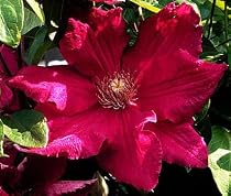 1 Potted Clematis Earnest Markham Vine - SALE*