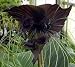 Rare Black Haunting Bat Plant - Tacca - Exotic Houseplant!
