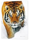 GB eye 3D Poster, Tiger, Snow, 47 x 67cm