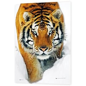 GB eye 3D Poster, Tiger, Snow, 47 x 67cm