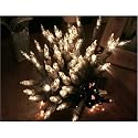 Clear String Lights Set of 100 Brown Wire
