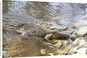 Crocodile in pool Canvas Prints
