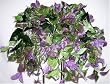 Purple Variegated Pothos Ledge Plant