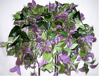 Purple Variegated Pothos Ledge Plant